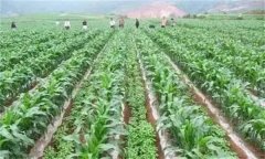 間作的主要類型有哪些？