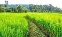 什么是復(fù)種，什么是復(fù)種指數(shù)？