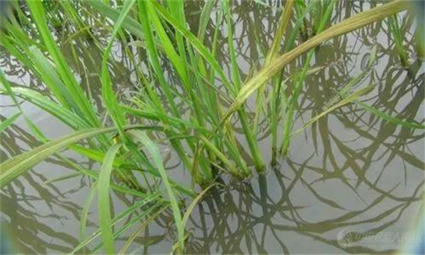 水稻缺鉀引起發(fā)僵