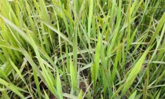 什么是水稻的看苗診斷，有哪些方法和手段？