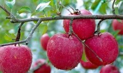 蘋果有何營養(yǎng)價(jià)值？