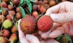 荔枝如何挑選、如何保鮮？荔枝有何營(yíng)養(yǎng)價(jià)值？