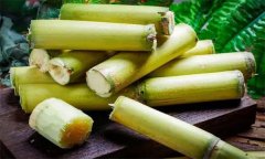 如何選購、儲存甘蔗？食用甘蔗應(yīng)注意事項