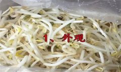 如何挑選豆芽？有根豆芽與無根豆芽有什么區(qū)別