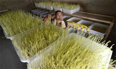 如何生產(chǎn)芽菜？種植的芽菜如何才能沒(méi)有苦味？