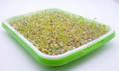 培育豌豆芽苗菜的水為什么會變綠？