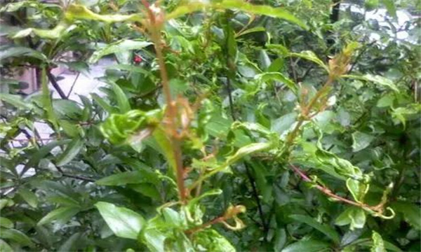 盆栽石榴葉子變小、皺縮