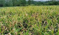 消除農(nóng)作物連作危害的技術(shù)有哪些?