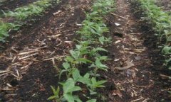 大豆的田間管理技術(shù)要點有哪些?