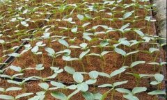 黃瓜怎樣育苗？黃瓜育苗的方法、步驟