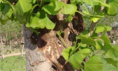 銀杏莖腐病如何防治？