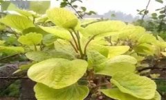 獼猴桃葉子發(fā)黃怎么辦?
