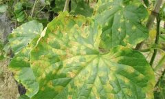 黃瓜褐斑病有哪些發(fā)病癥狀，如何防控？