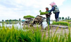 機(jī)插秧起秧、運(yùn)秧、添秧的要求 怎樣防止漂秧？