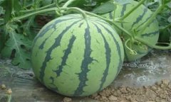 西瓜的主要生產(chǎn)管理技術(shù)有哪些？