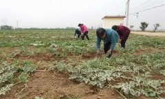 西瓜植株整理基本方法：整枝、壓蔓、盤(pán)條