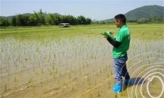 水稻出苗后怎樣管水 如何使用壯秧劑、多效唑等