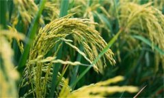 水稻貪青晚熟的主要原因和預防措施有哪些？