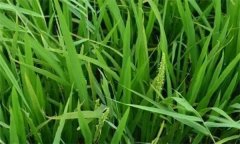 什么是水稻早穗、水稻翹頭穗和水稻穗上芽？