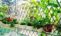 如何種植陽臺蔬菜？陽臺種菜的感悟和心得