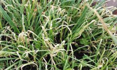 如何防治韭菜葉枯病，有哪些發(fā)病癥狀？