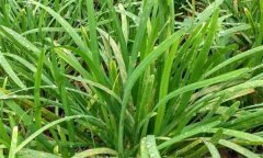 韭菜常見病有哪些，如何防治？