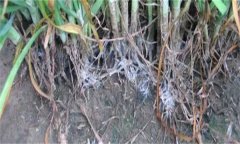 怎樣防治韭菜白絹?。? /></a>
            <a href=