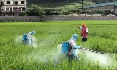 提高水稻病蟲害防控用藥效率的基本原則有哪些