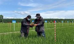 什么是葉齡診斷技術(shù) 如何識(shí)別水稻的葉齡?