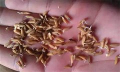 為什么會(huì)出現(xiàn)水稻爛種、爛芽、爛秧和死苗現(xiàn)象