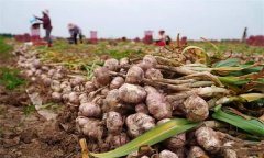 蒜頭收獲時(shí)間如何確定 蒜頭收獲后如何處理？