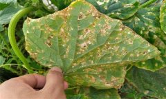 黃瓜細(xì)菌性角斑病的癥狀、發(fā)生規(guī)律與防治方法