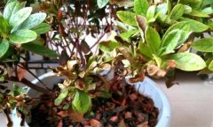 杜鵑花常見病害有哪些？如何防治？