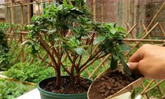 如何養(yǎng)護(hù)杜鵑花 盆栽杜鵑放室內(nèi)還是室外栽培？