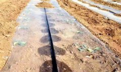 什么是膜下滴灌，膜下滴灌技術(shù)要點(diǎn)是什么?