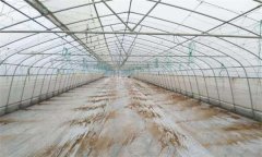 大棚(溫室)高溫悶棚“三補(bǔ)、三忌"是什么?