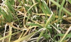 韭菜疫病的癥狀表現(xiàn)和防治方法 用什么藥防治？