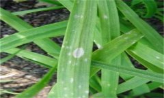 韭菜灰霉病的表現(xiàn)癥狀、發(fā)病規(guī)律與防治方法