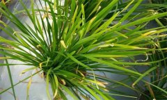 韭菜黃葉和干尖的原因是什么，如何預(yù)防？