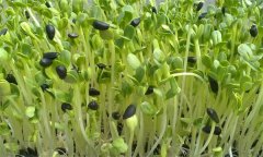 綠色葵花芽苗菜的栽培要點(diǎn)有哪些？