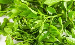 花椒芽苗菜假植生產(chǎn)技術(shù)要點有哪些？