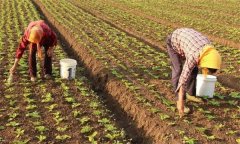 春播大白菜的定植時(shí)間、方法與定植密度要求