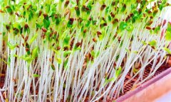 苜蓿芽苗菜怎樣實(shí)施立體無土栽培？