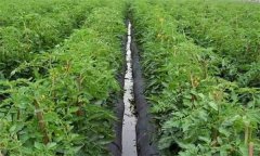 怎樣搞好越夏番茄扦插育苗？