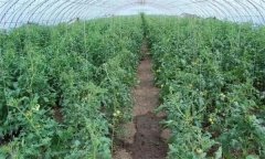 冬春茬番茄晚吊蔓有哪些好處 需注意哪些問題？