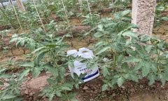 冬季番茄怎么沖施肥，應注意哪些問題？