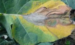 十字花科蔬菜常見病害有哪些，如何防治？