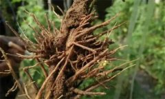 豌豆根腐病用什么藥治療，怎么防治與預(yù)防？