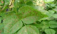 如何防治菜豆炭疽病，其病原菌是什么？