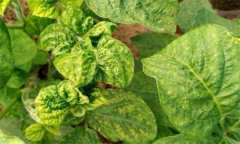 如何防治豆類蔬菜病毒病，其傳播途徑有哪些？